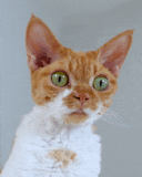 cute-cat-devon-rex-crying-cry-tears-sad-reaction