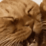 open-mouth-cat-cry