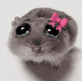 sadhamstergirl
