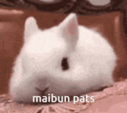 222maibun-amorette