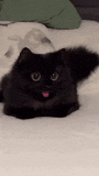 black-cat-void-cat