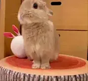 bunny-gentlebunny