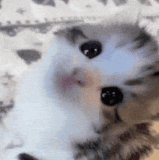 cat-kitten