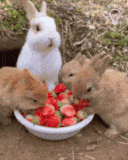cute-rabbit-rabbit