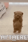 dog-puppy