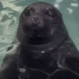 mlem-seal