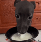 nosolohit-dog-eating-milk