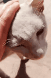 petting-momo's-sound-diary