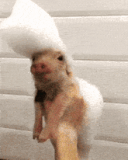 piggy