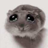 rat-cute-cry