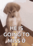 sad-dog