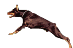 chien (109)