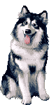 chien (52)