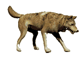 chien (53)
