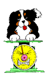 chien (56)