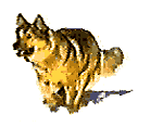 chien (60)
