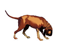 chien (65)