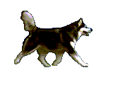 chien (66)