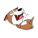 chien (70)