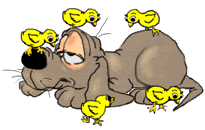 chien (83)