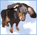 chien (84)