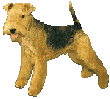 chien (88)