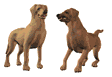 chien (98)