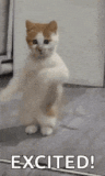dancing-cat-dance
