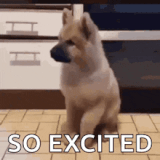 excited-dogs