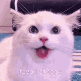 fayo-fayo-is-happy