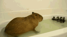 capy