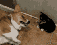 dog-mother