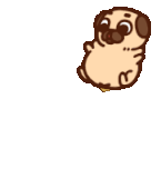 puglie-pug-puglie
