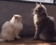 cat-fight-cats