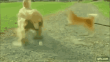 dog-fight-dust