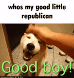 dog-doggy
