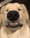 good-boy-good-boi