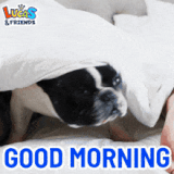 good-morning-goodmorning