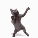 cat-cat-dance