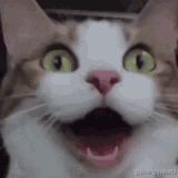 happy-cat