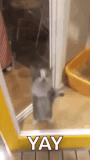 yay-kitty
