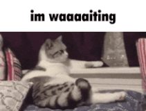 im-waiting-cat