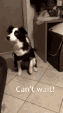 lavathedog-impatient-cant-wait-dancing-dog-lava-dog-tuptup-hurry-up