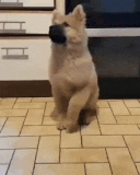 most-impatient-pup-pup