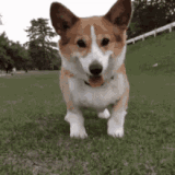 so-excited-dog