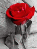 coeur (15)