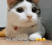 cat-no (1)