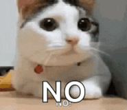 cat-no