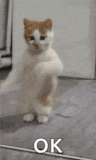 dancing-cat-dance