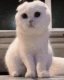 貓